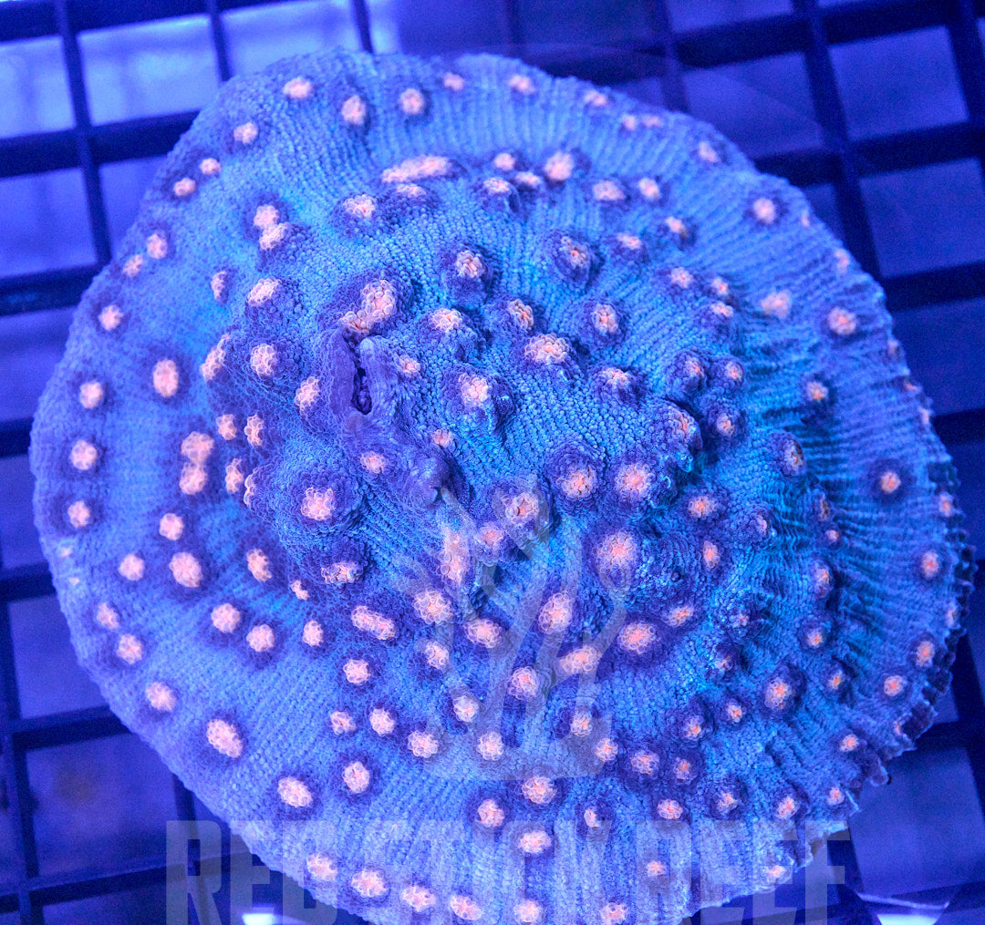 Mycedium Chalice