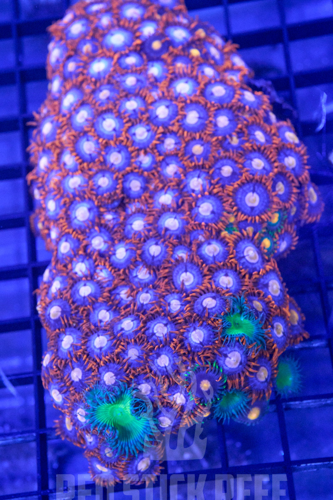 Zoa Colony
