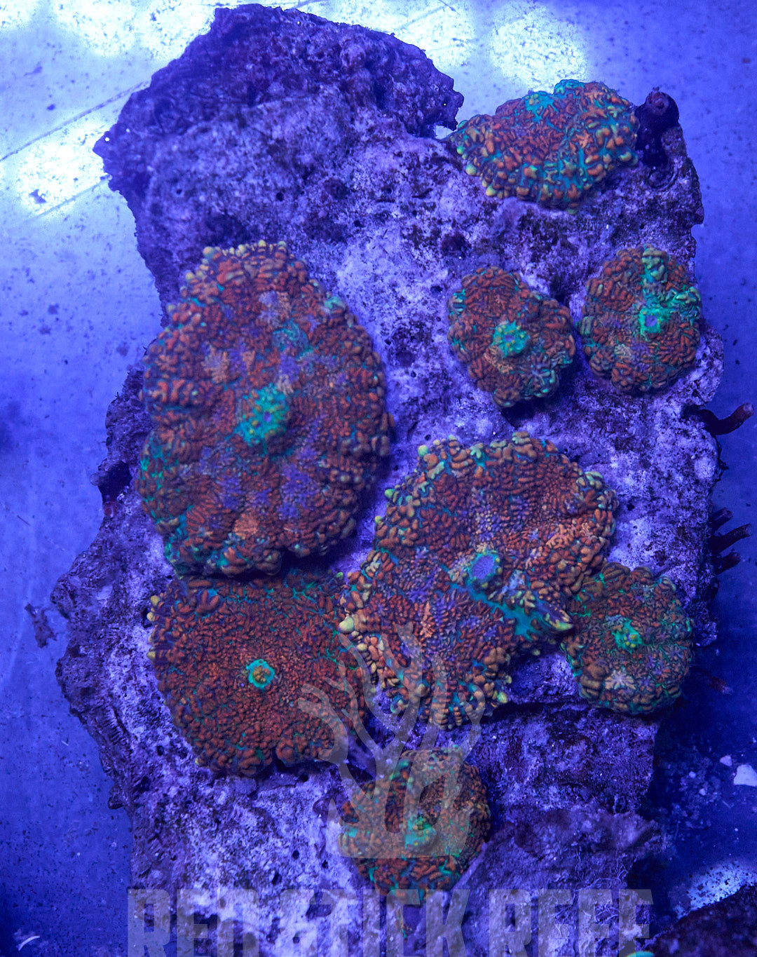 Ultra Rainbow Rhodactis Colony