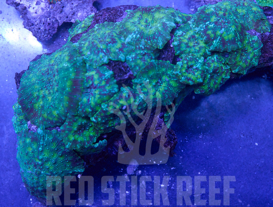 Jerry Garcia Discoma Mushroom Colony