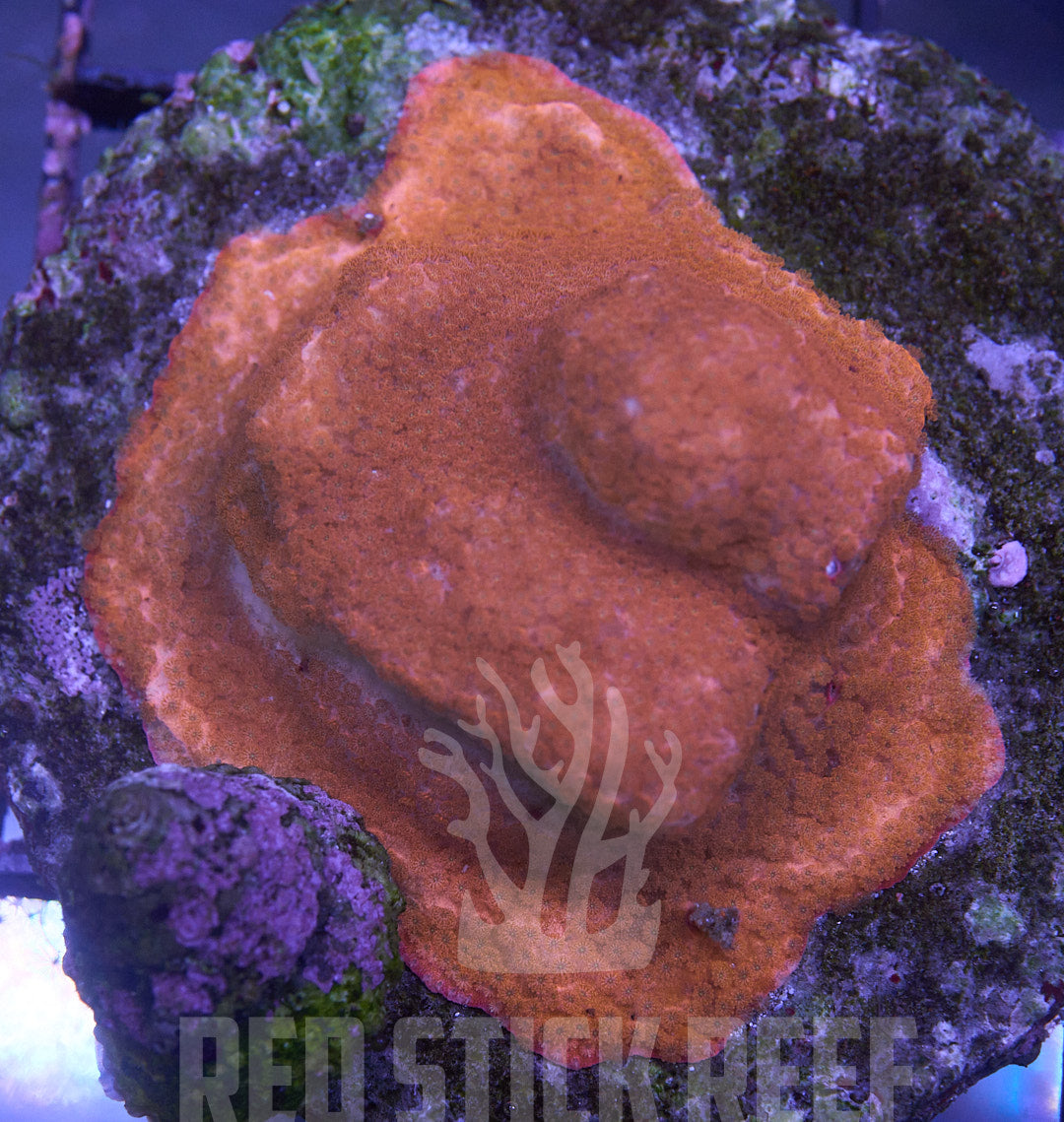 Red Encrusting Montipora Colony