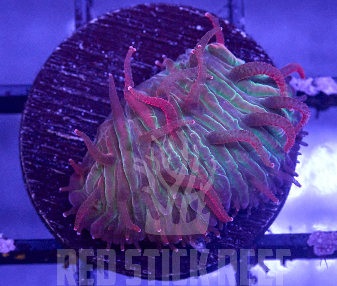 Blind Tiger Diaseris Plate Frag