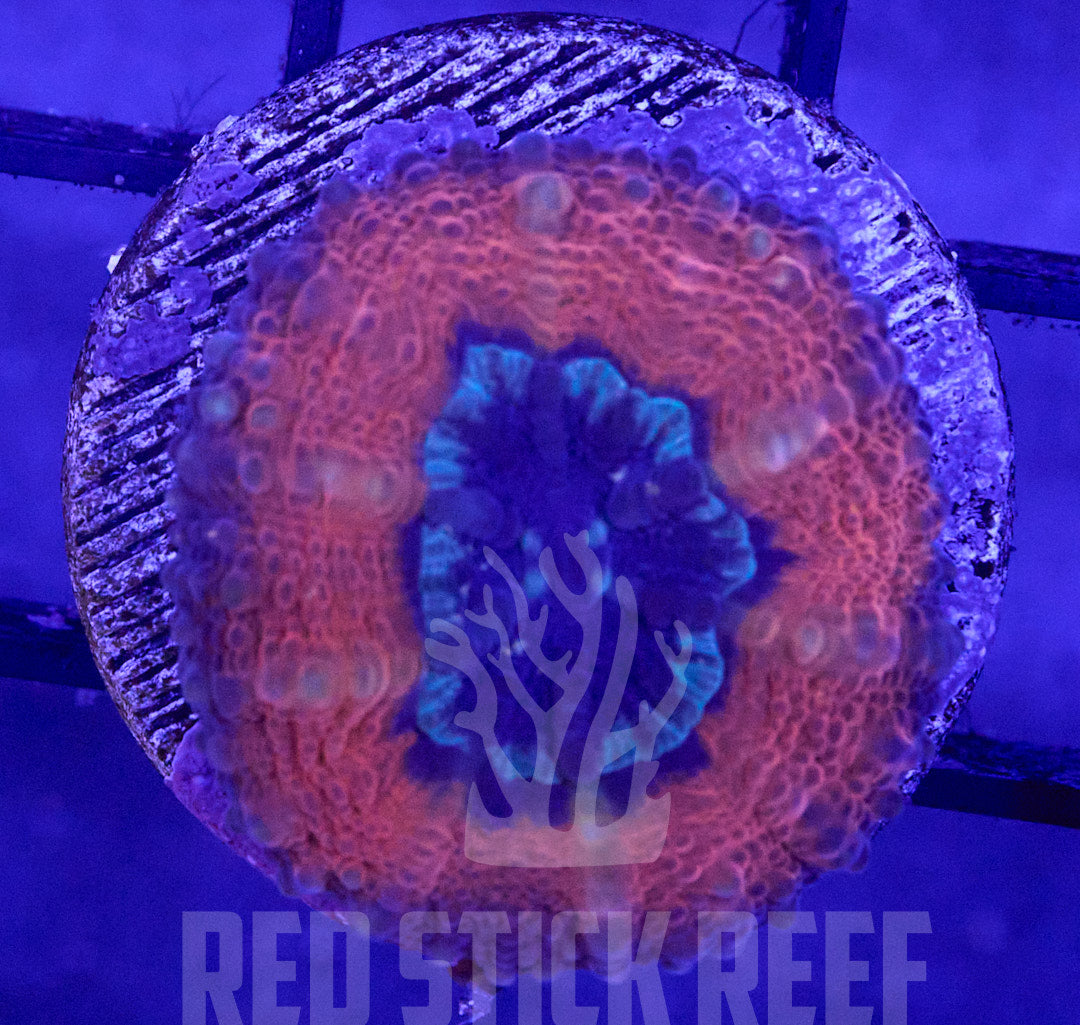 Captive Spawned Lobo Coral
