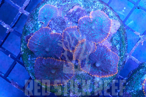 Frankenstein Mushroom Colony