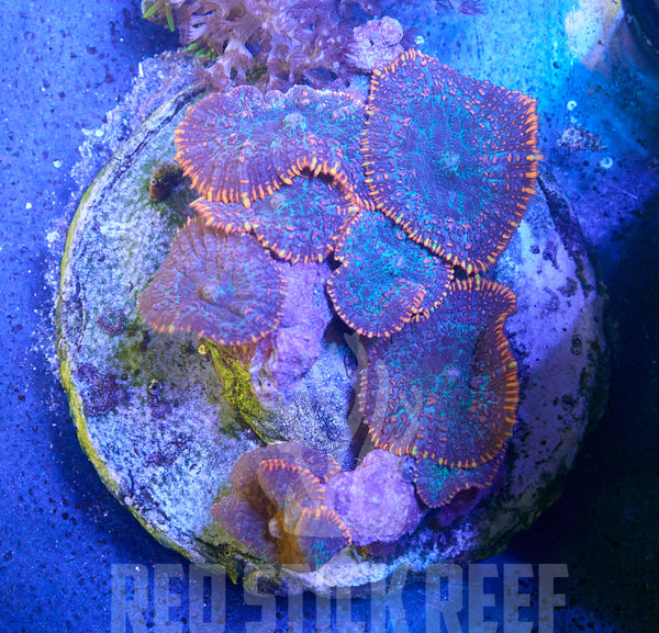 Frankenstein Mushroom Colony
