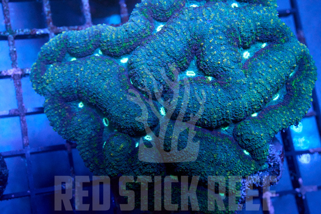 Symphyllia Coral