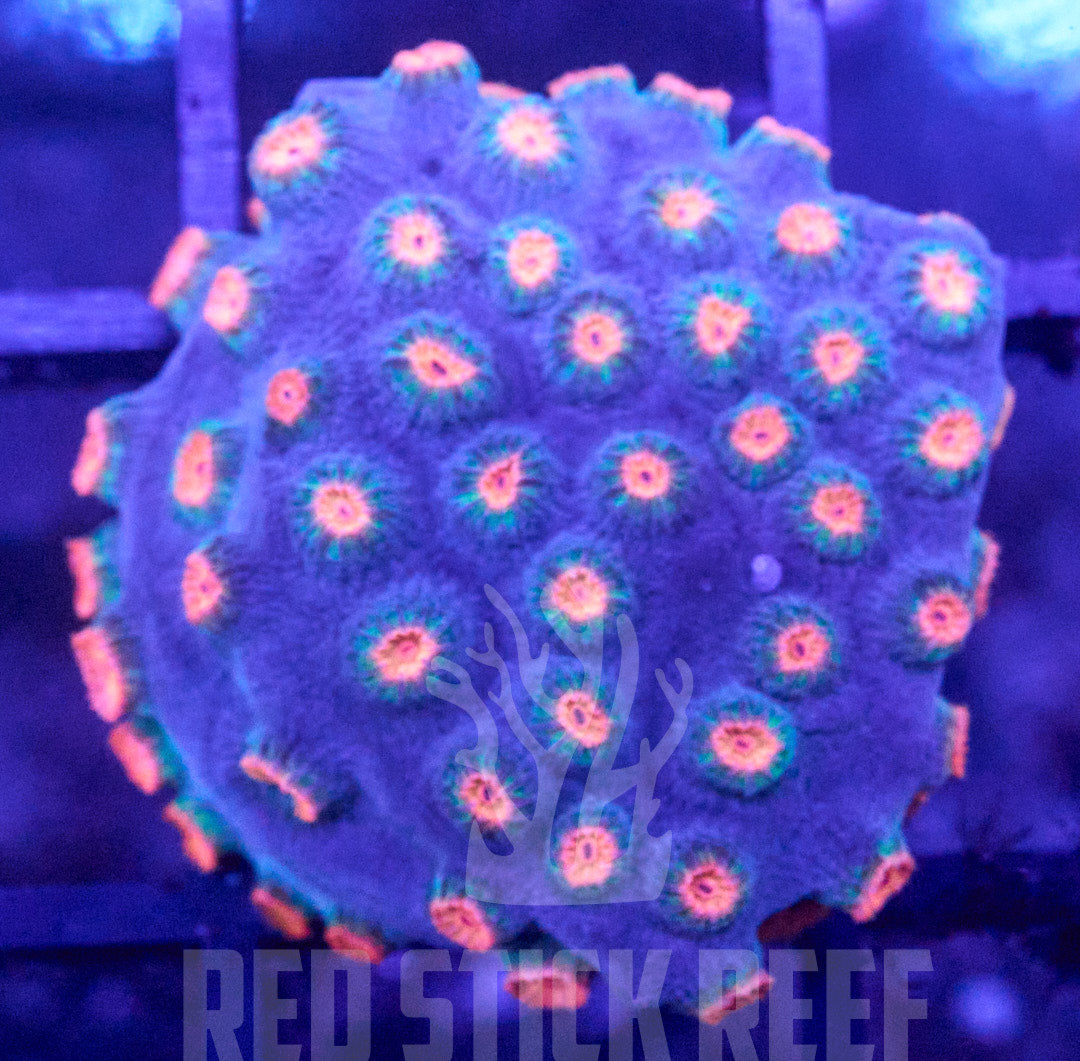 Meteor Shower Cyphastrea Frag