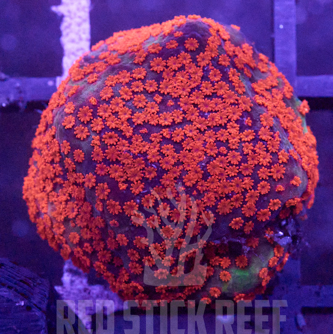 Rainbow Montipora Frag