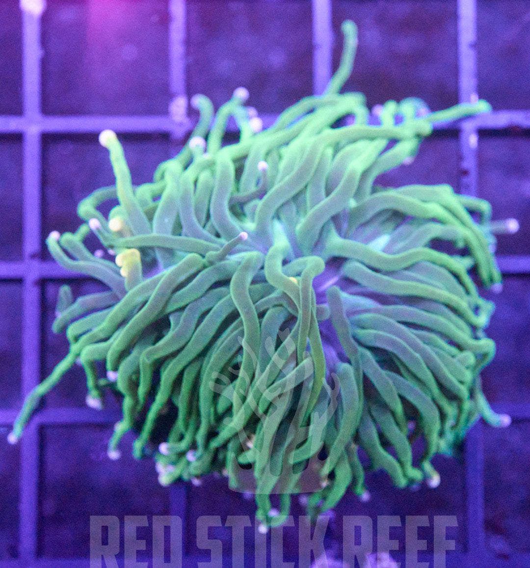 Pink Tip Torch