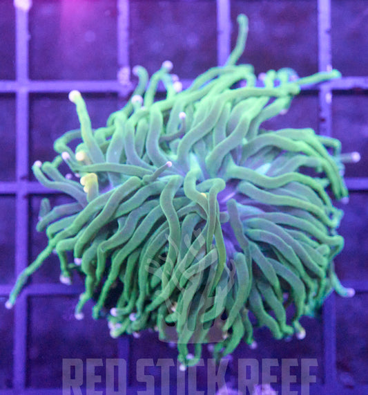 Pink Tip Torch