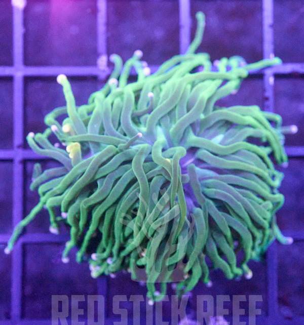 Pink Tip Torch