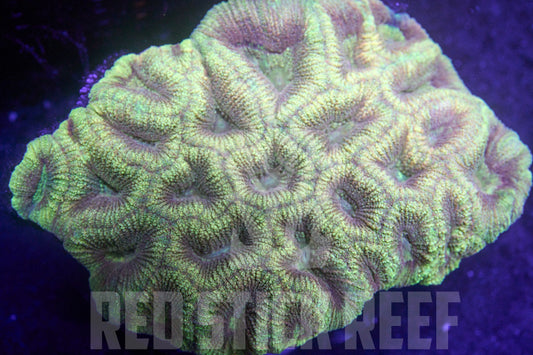 Golden Prizm Favia Colony