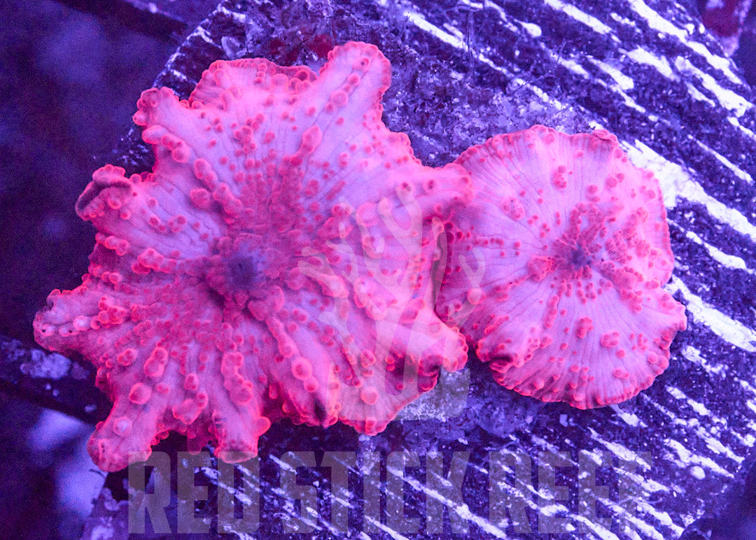 Stripper Lips Mushroom