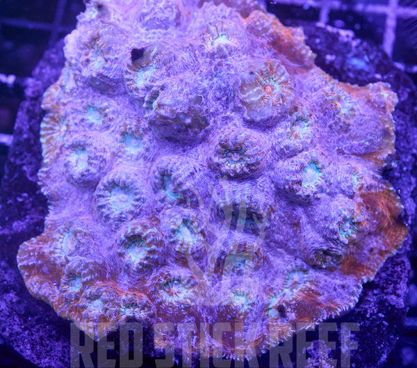 Kissed by Lavender Rainbow Chalice Colony