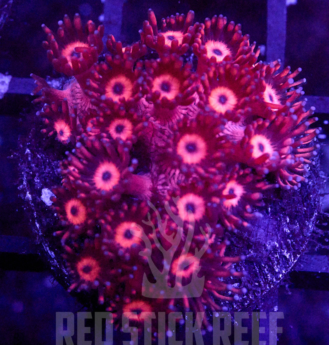 Red Goni Frag