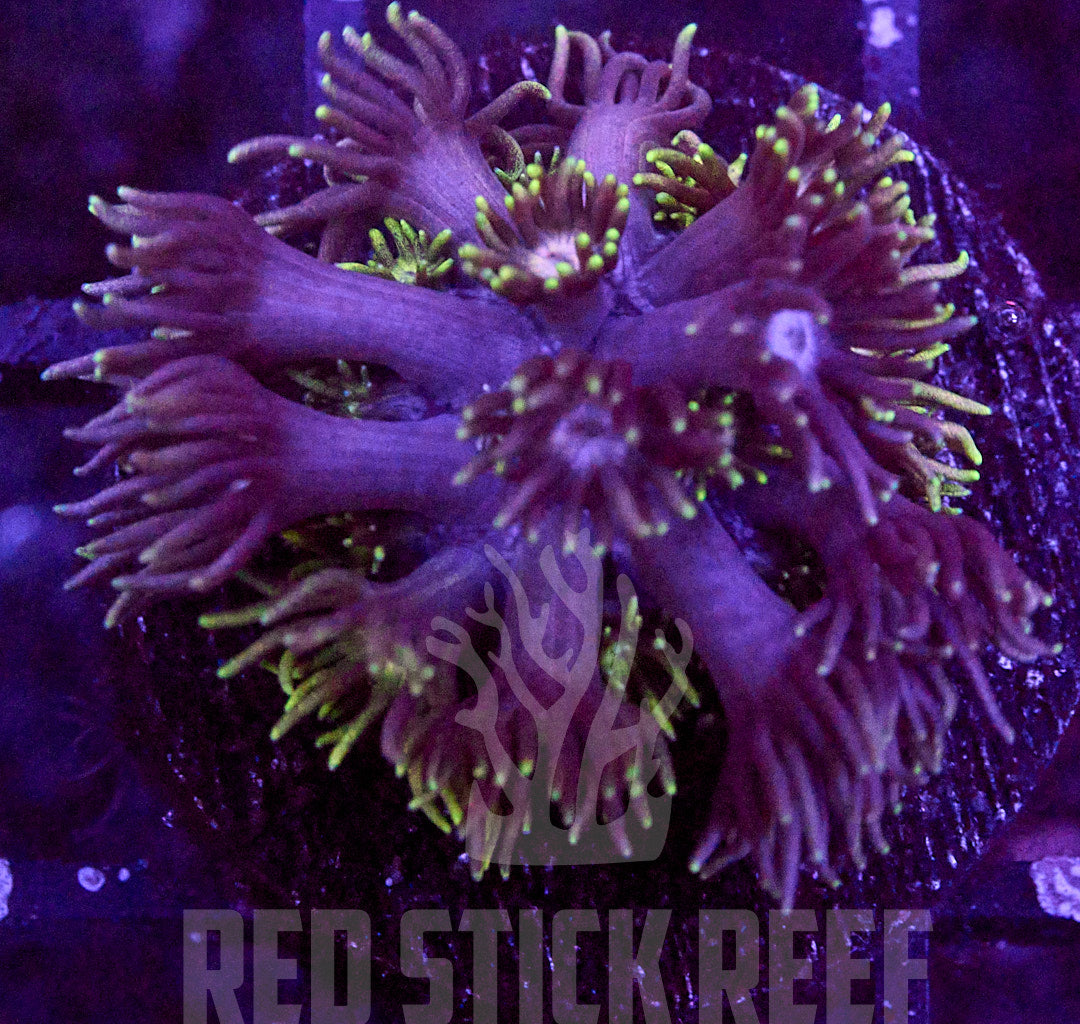 RSR Dragonfruit Goni Frag