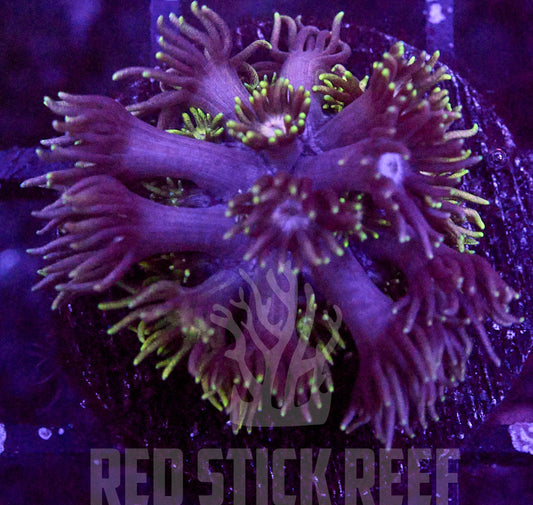 RSR Dragonfruit Goni Frag