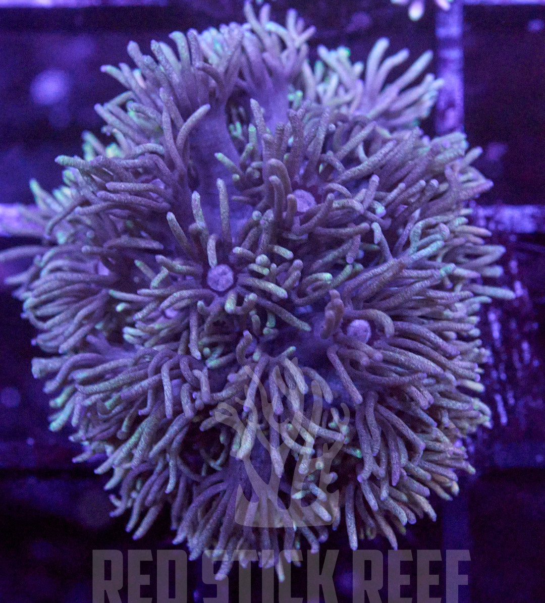 RSR Aurora Nights Goni Frag
