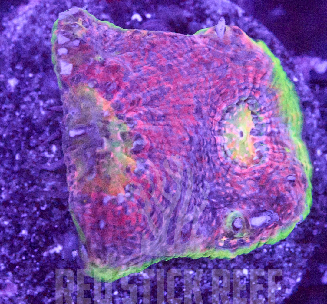 RSR Quantum Mania Chalice Frag