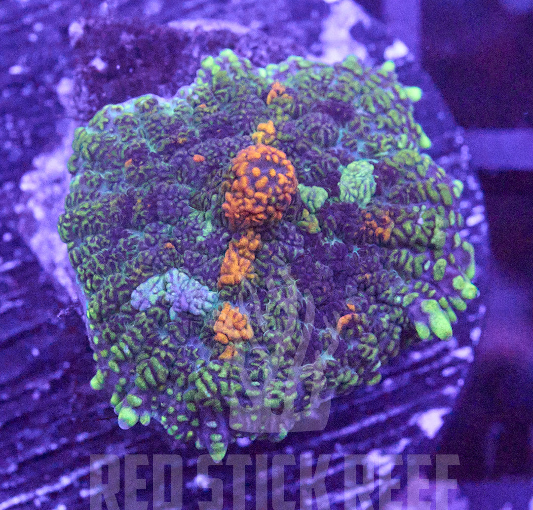 Ultra Bullseye Rhodactis Mushroom