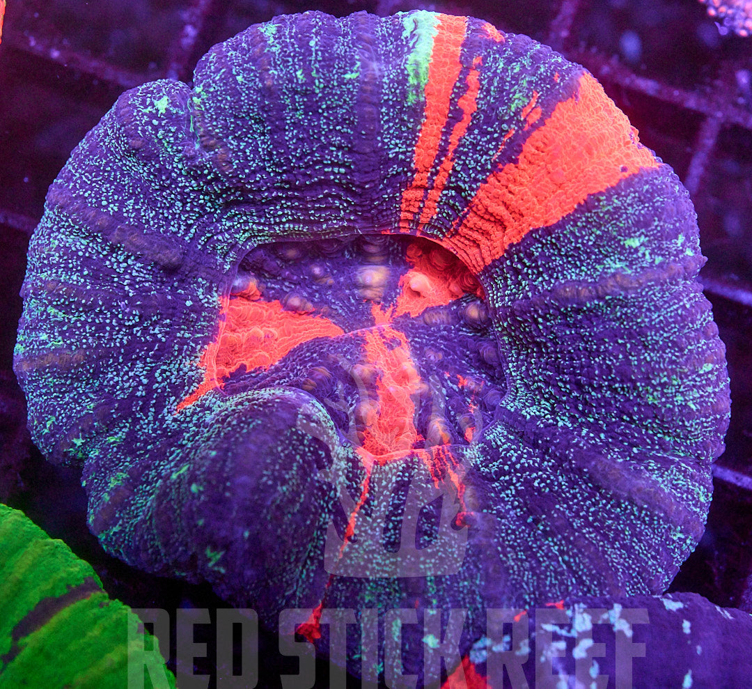 Unique Glitter Scoly