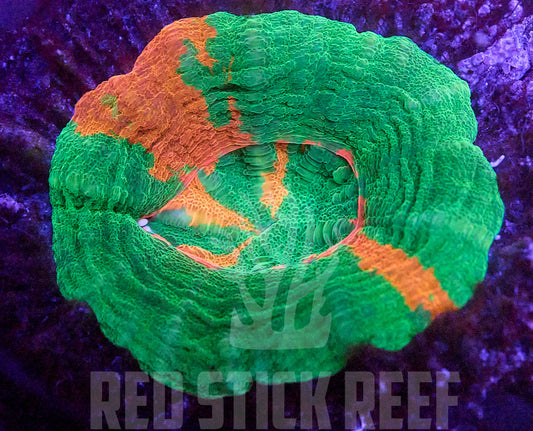 Bleeding Apple Scoly XXS