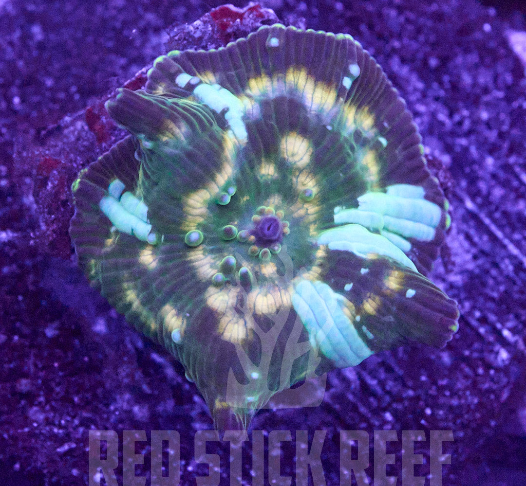 RSR Watered Melons Discoma Mushroom Frag