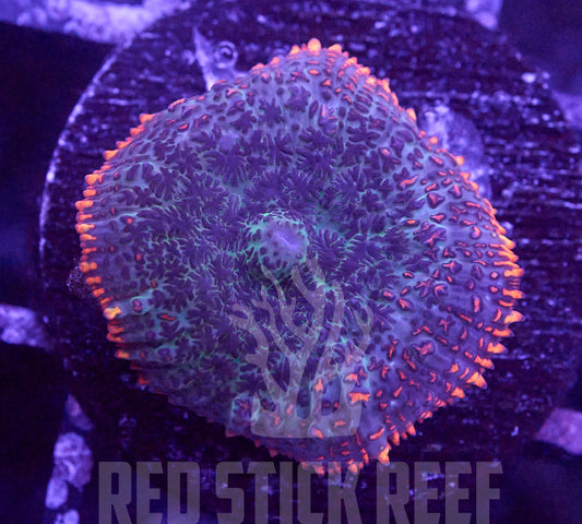 Frankenstein Mushroom Frag – Medium