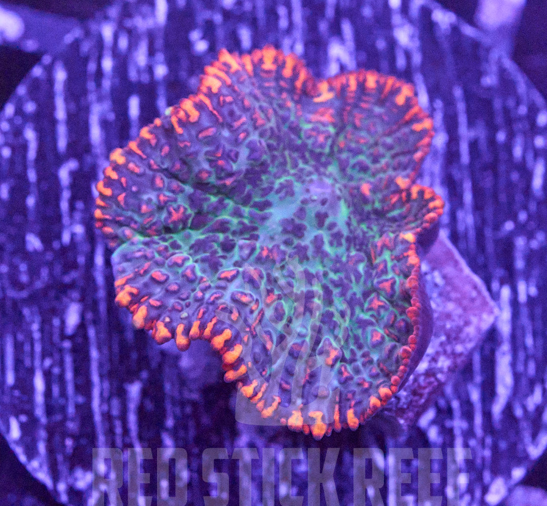 Frankenstein Mushroom Frag - Small