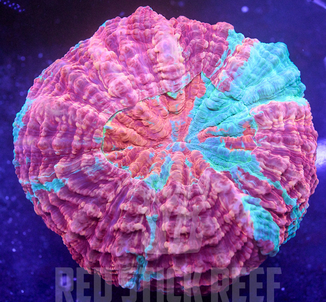 Rainbow Acantho Coral