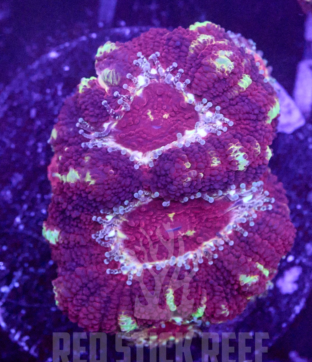 RSR Blazin' Asian Acan Frag