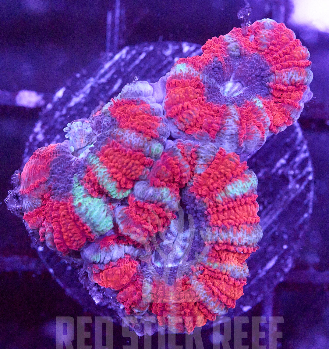 RSR Aquacultured Acan Lord Frag
