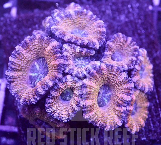 Acan Lord Colony Coral