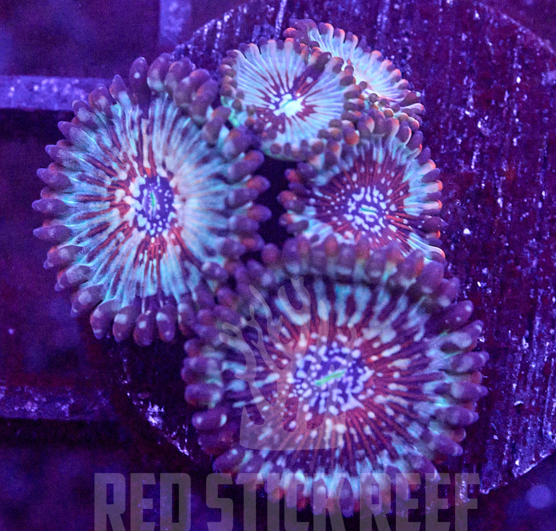White Zombie Zoa Frag