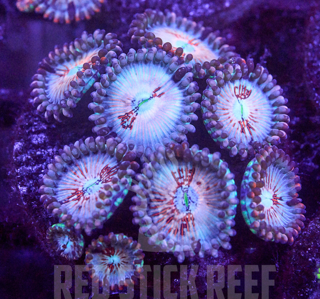 White Zombie Zoa Frag