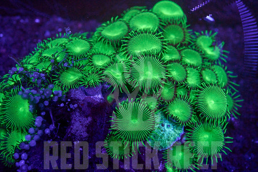 TSA Green Implosion Paly Colony