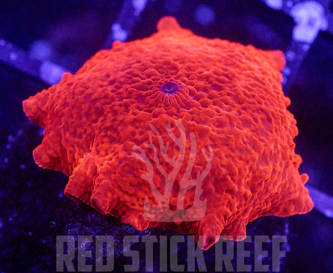 Deadpool Mushroom