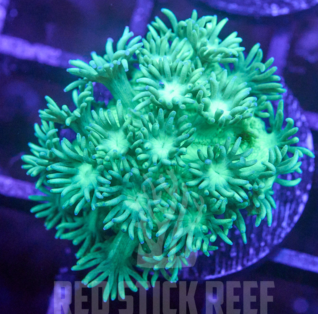 Green Goniopora