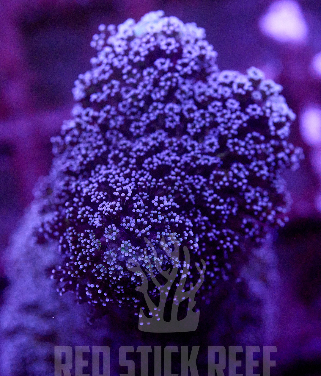 Purple Stylo