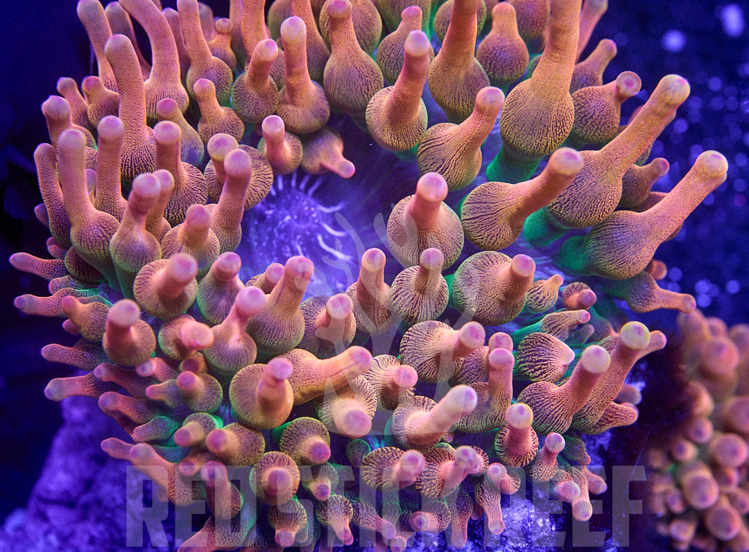 Rose Bubble Tip Anemone