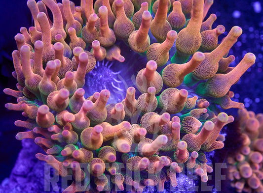 Rose Bubble Tip Anemone