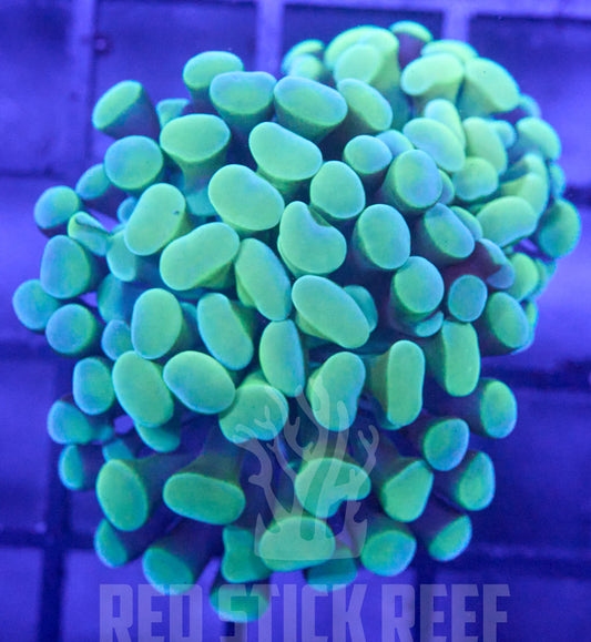 Green Branching Hammer (2 Heads)