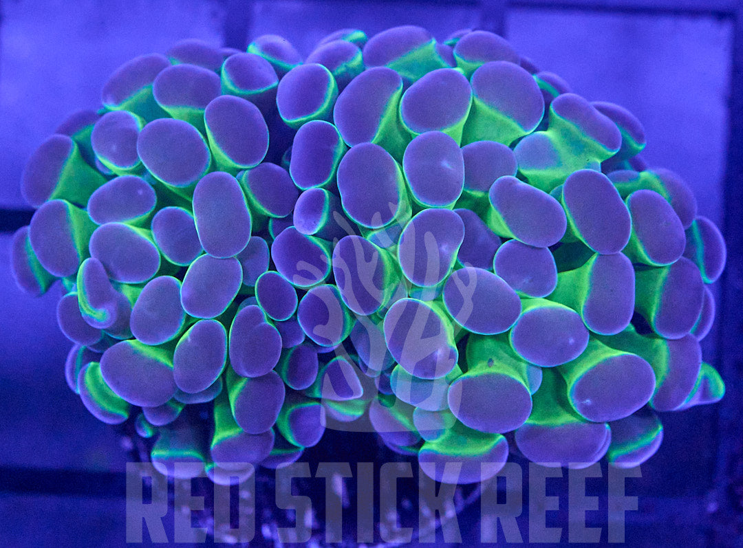 Neon Bicolor Branching Hammer (2 Heads)