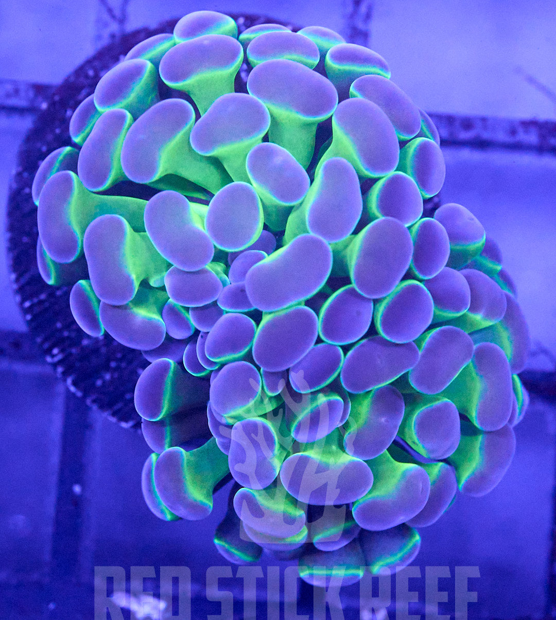 Neon Bicolor Branching Hammer (2 heads)
