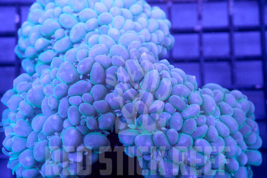 Bubble Coral