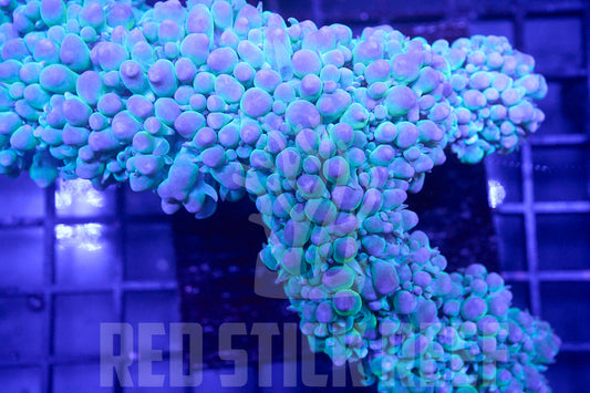 Bubble Coral