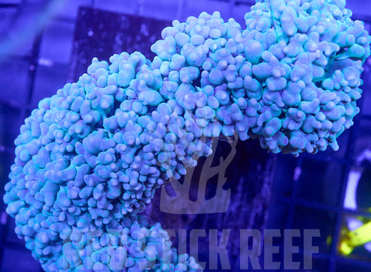Bubble Coral