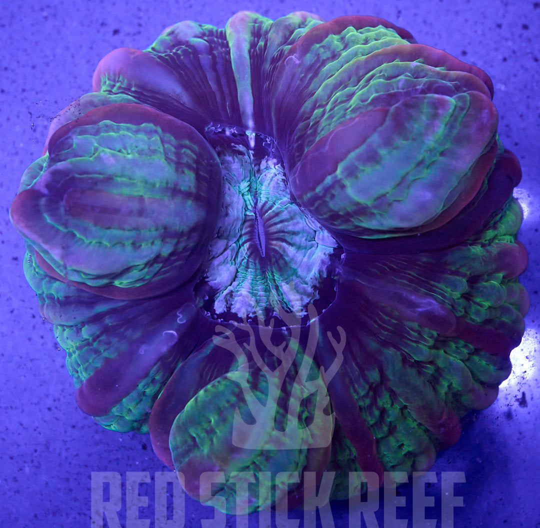 Indophyllia – WYSIWYG