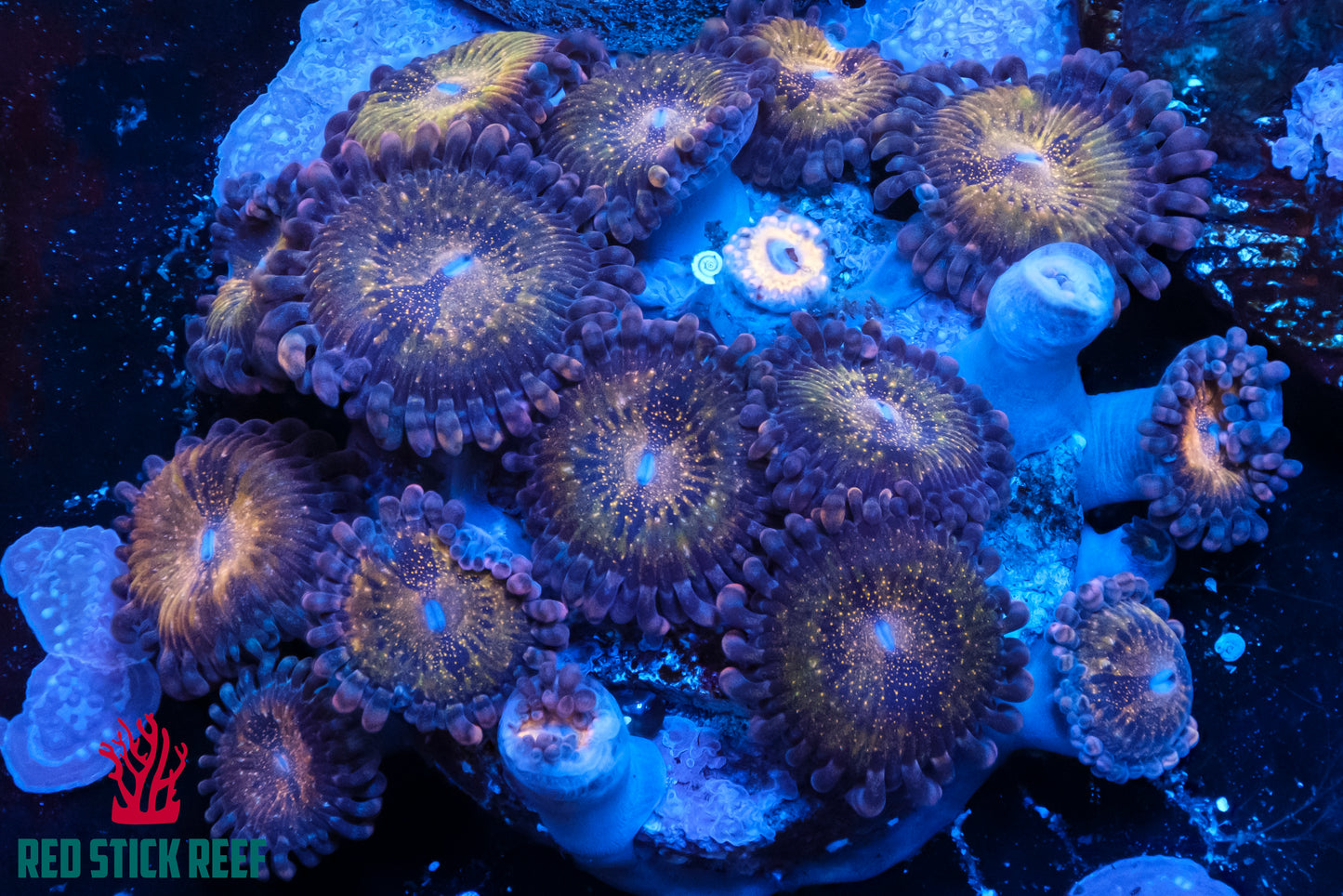 Pandora Zoanthids