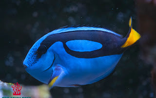 Blue Hippo Tang (Paracanthurus hepatus)